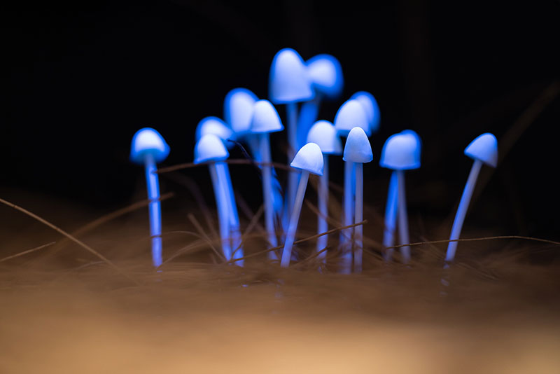 Glowing mushrooms.
